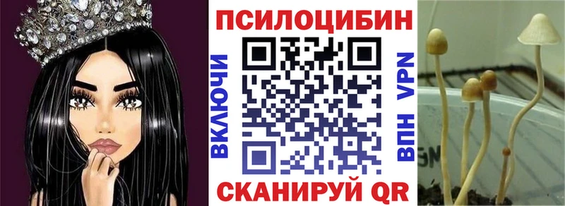 дарнет шоп  Аргун  Галлюциногенные грибы Cubensis 